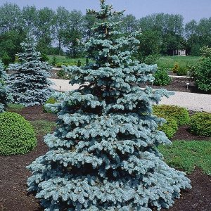 Smrek pichľavý (Picea Pungens)  ´BLUE DIAMOND´  - výška 20-30cm, kont. C2L